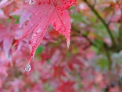 秋の滴
