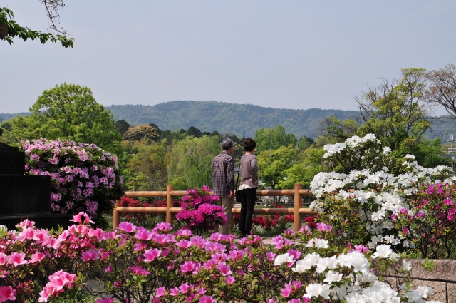 キリシマツツジ