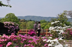 キリシマツツジ