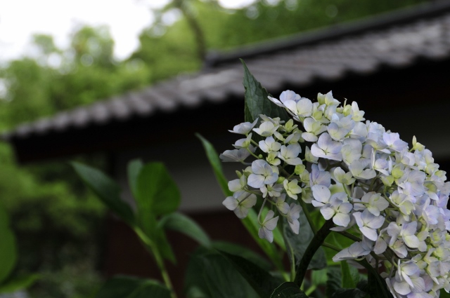 紫陽花