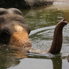 象さんの水浴び