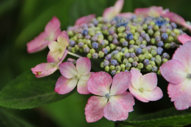 紫陽花