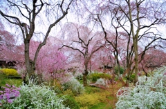 原谷苑の桜