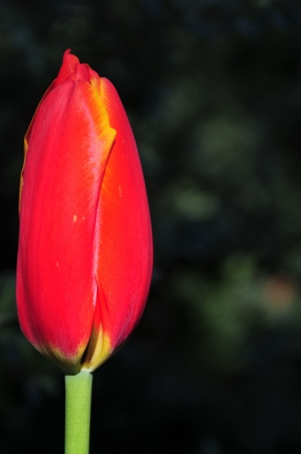 DSC_7541 (425x640)