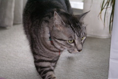 ねこ