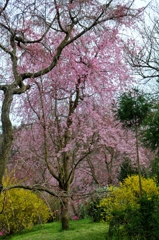 原谷苑の桜