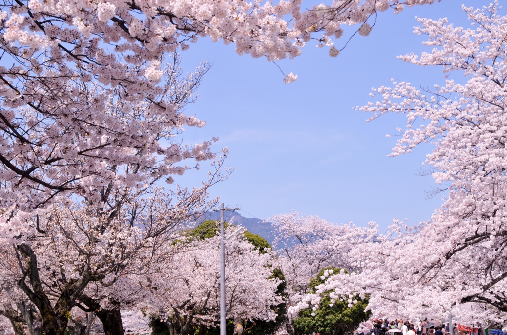 青空と満開の桜