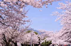 青空と満開の桜