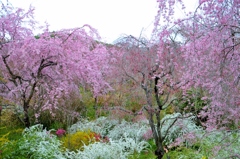 原谷苑の桜