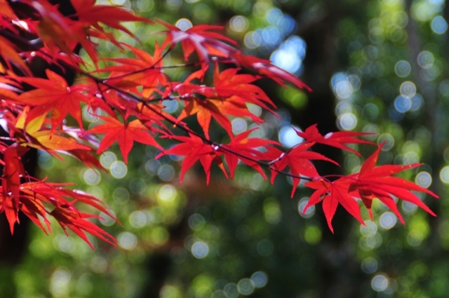 地元の紅葉