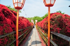 キリシマツツジ