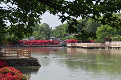 キリシマツツジ