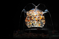 アートアクアリウム展