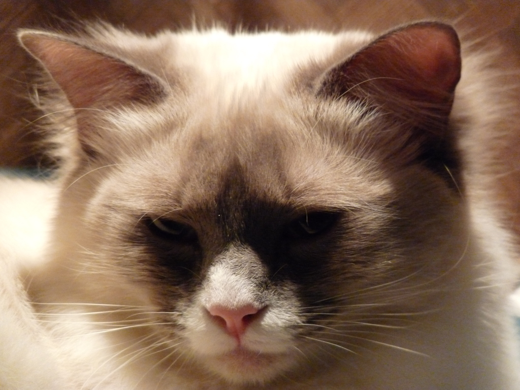 猫カフェ