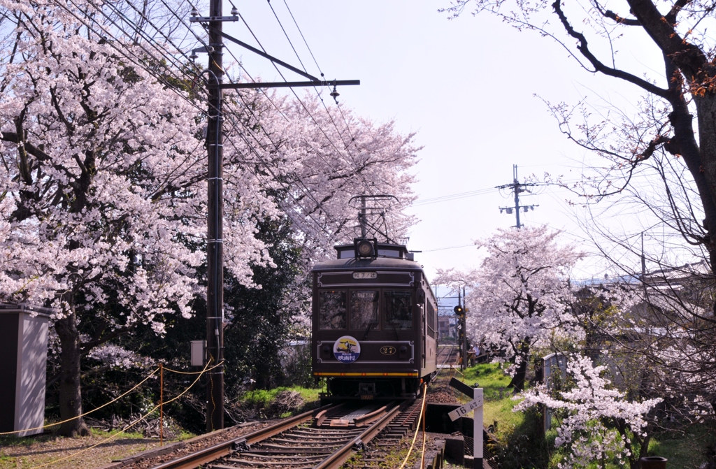 嵐電　桜のトンネル