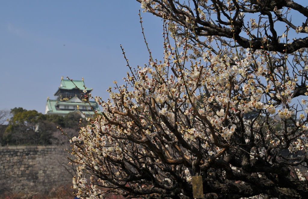 大坂城梅林