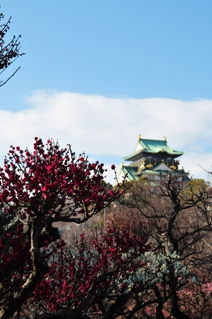 大坂城梅林