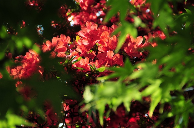 キリシマツツジ