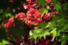 キリシマツツジ