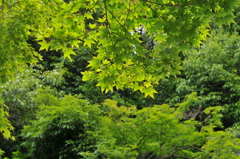 新緑