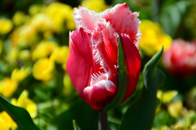 神戸フルーツフラワーパーク