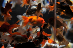 アートアクアリウム展