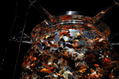 アートアクアリウム展