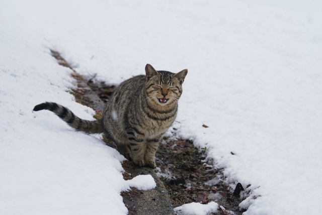 雪と猫