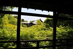 新緑の東福寺