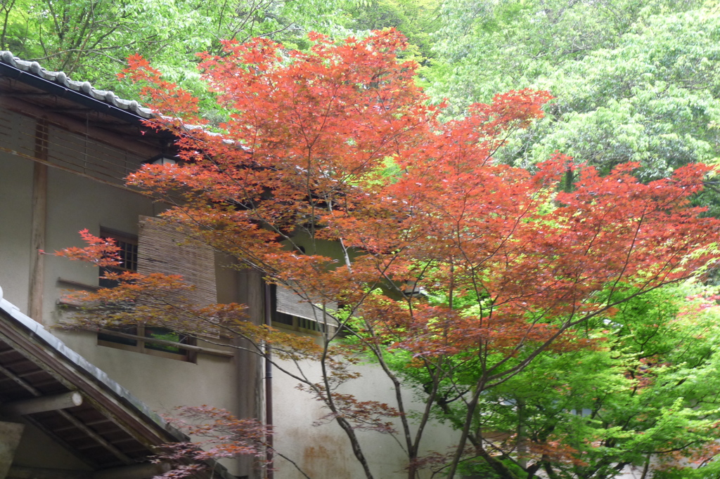 紅葉と新緑