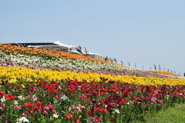 舞洲ゆり園