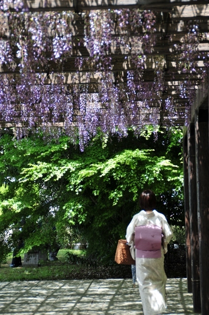 京都・鳥羽の藤