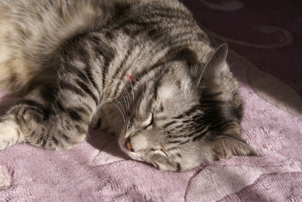 ねこ
