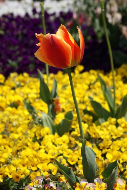 お花畑