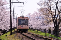 桜のトンネル