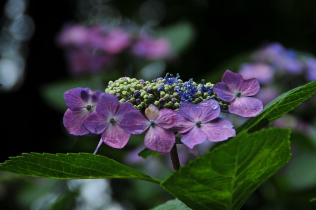 紫陽花