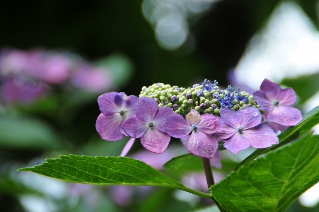 紫陽花