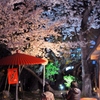 桜と日本人
