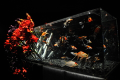 アートアクアリウム展