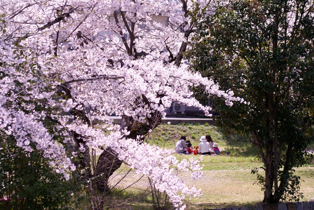 家族団欒と桜