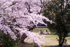 家族団欒と桜