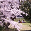 家族団欒と桜
