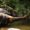 象さんの水浴び