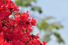 キリシマツツジ