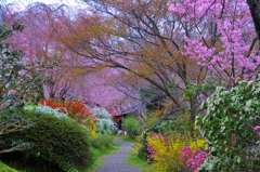 原谷苑の桜