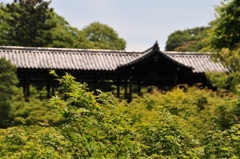 新緑の東福寺