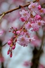 原谷苑の桜