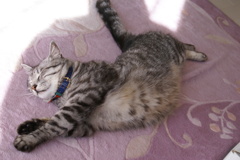 ねこ