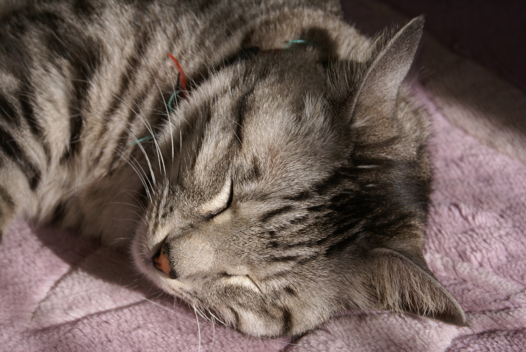 ねこ