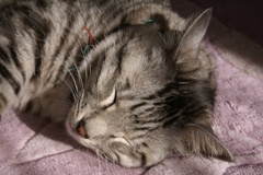ねこ